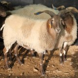 唐古拉藏羊