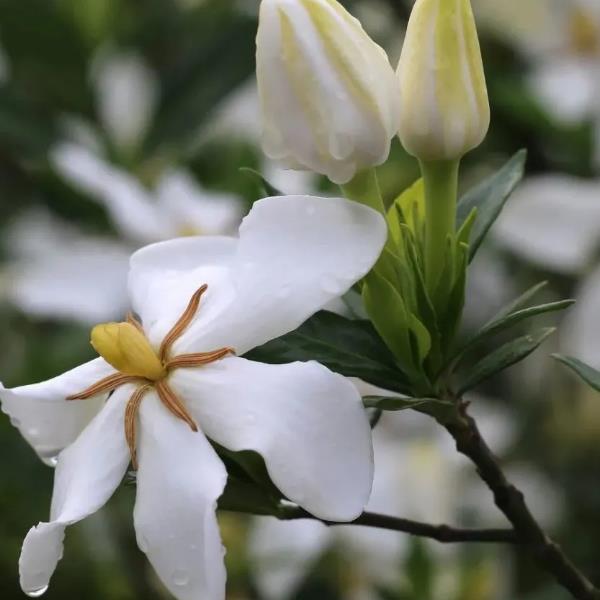 福鼎栀子花