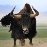 新疆牦牛