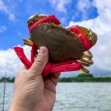 南沙青蟹